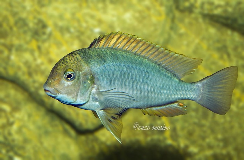 Pseudosimochromis curvifrons 'Isanga Bay'